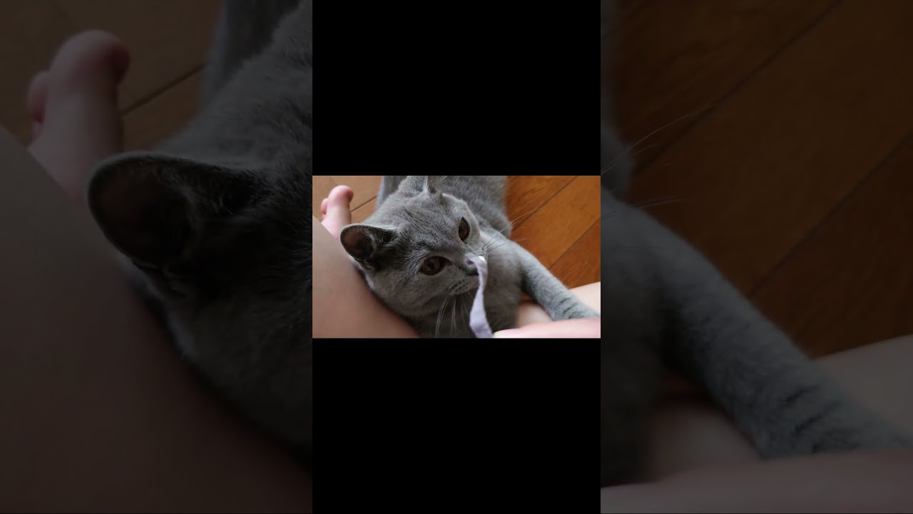 【猫動画】ヒモが大好きな猫 #shorts #猫 #ネコ #シャルトリュー  #cat  #ねこ #子猫
