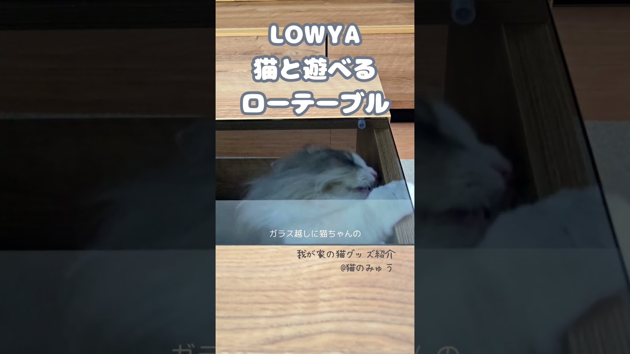 おすすめ猫グッズ紹介①#マンチカン #短足マンチカン #長毛猫 #猫グッズ