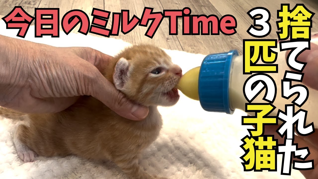 ④捨てられた３匹の子猫：今日のミルクタイム