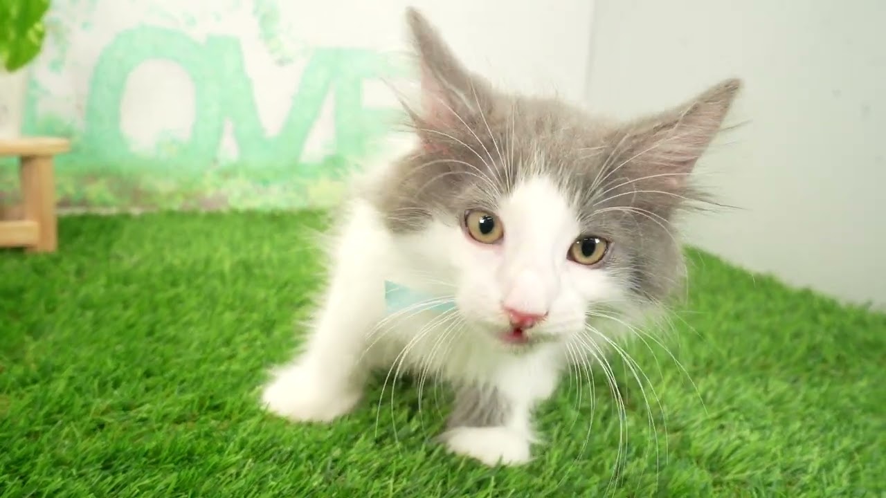 Coo&RIKU　No00695251 ノルウェージャン・フォレストキャット