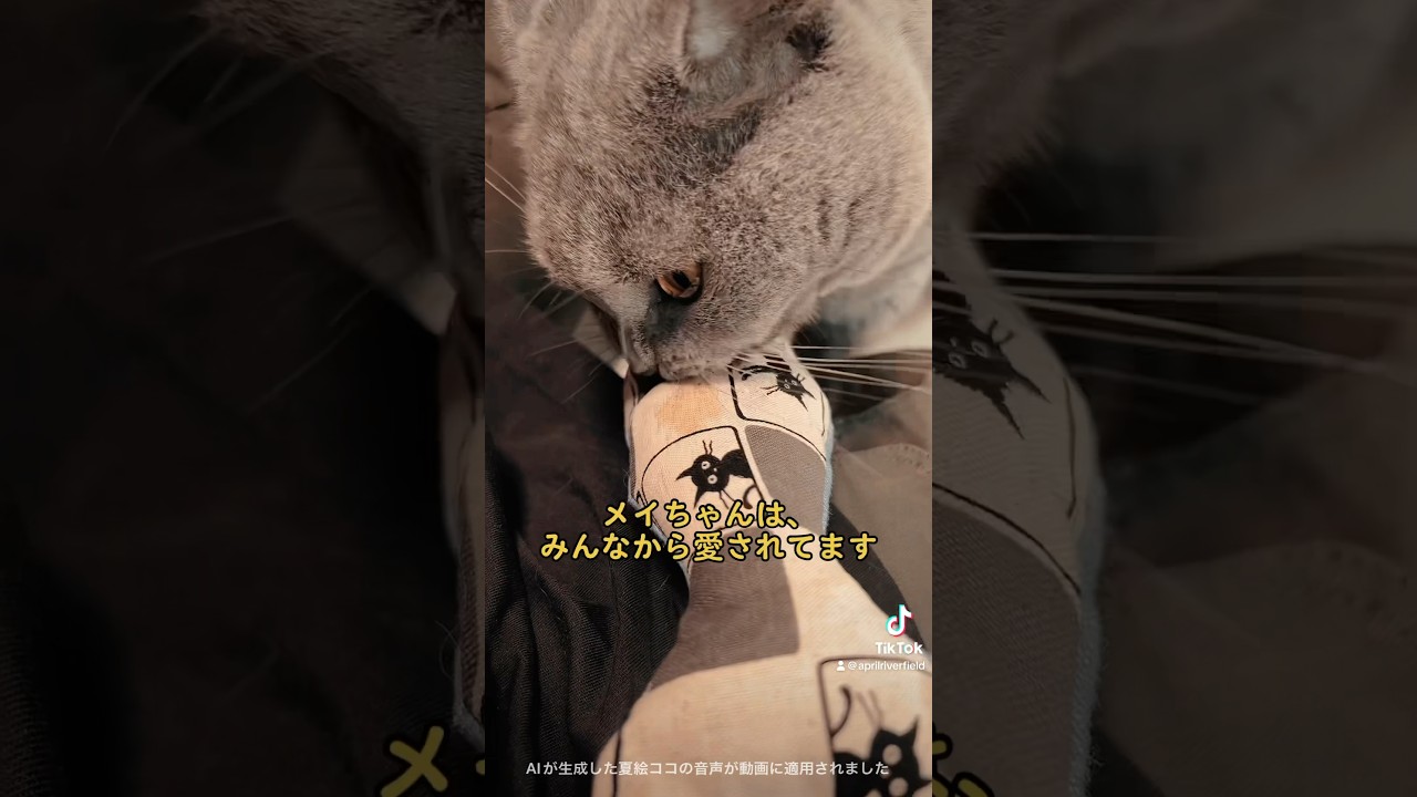 メイちゃんの現在     #japan #cat #シャルトリュー #kawaii #ねこ #猫の病気#pets#膀胱結石#猫#かわいい