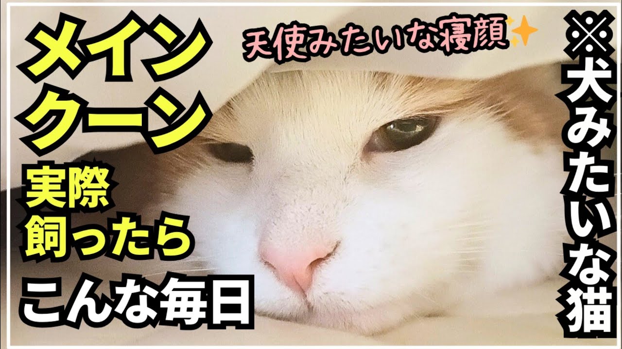 【ほぼ天使】布団で寝る長毛猫メインクーンが可愛い過ぎました！