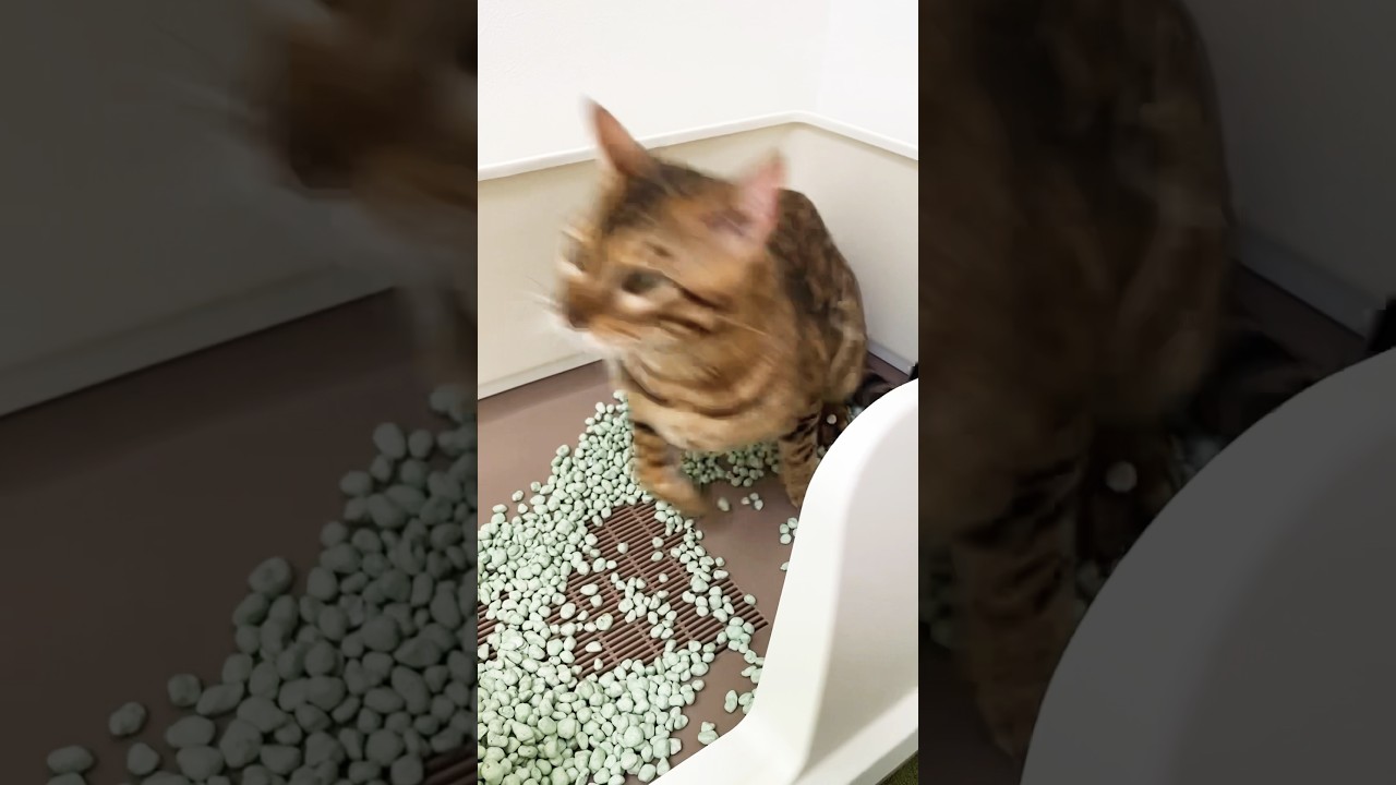砂をかくのが激しすぎるベンガル猫