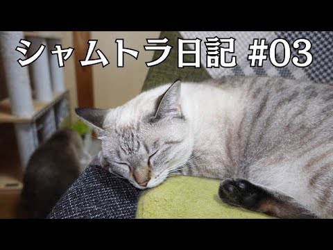 シャムトラ猫の様子を撮ってみました【シャムトラ日記#3】