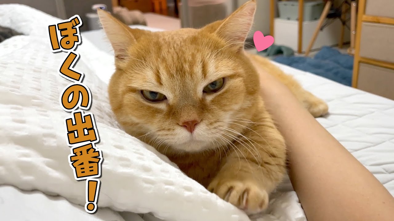 猫の添い寝が恋しい季節がやってきました！