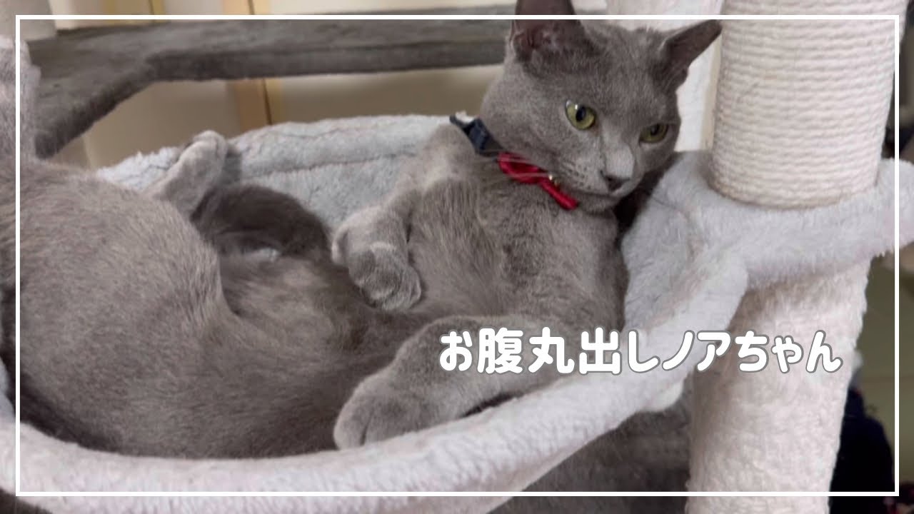 お腹丸出しロシアンブルーのノアちゃんになでなでいっぱいやってみた。