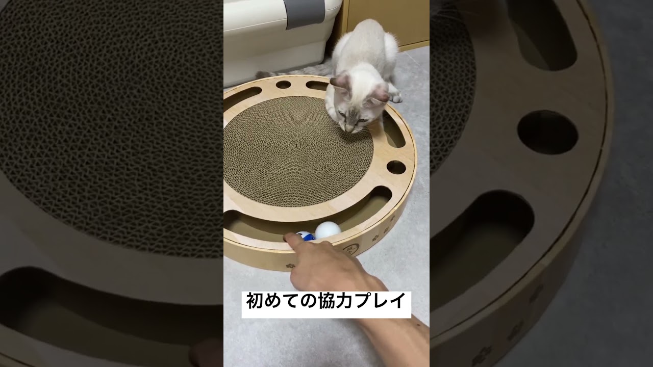 玉を押し返す遊びをする猫　#元保護猫　#シャムトラ　#シャムミックス　#cat #猫耳 #kitten #シャムmix  #子猫 #猫耳