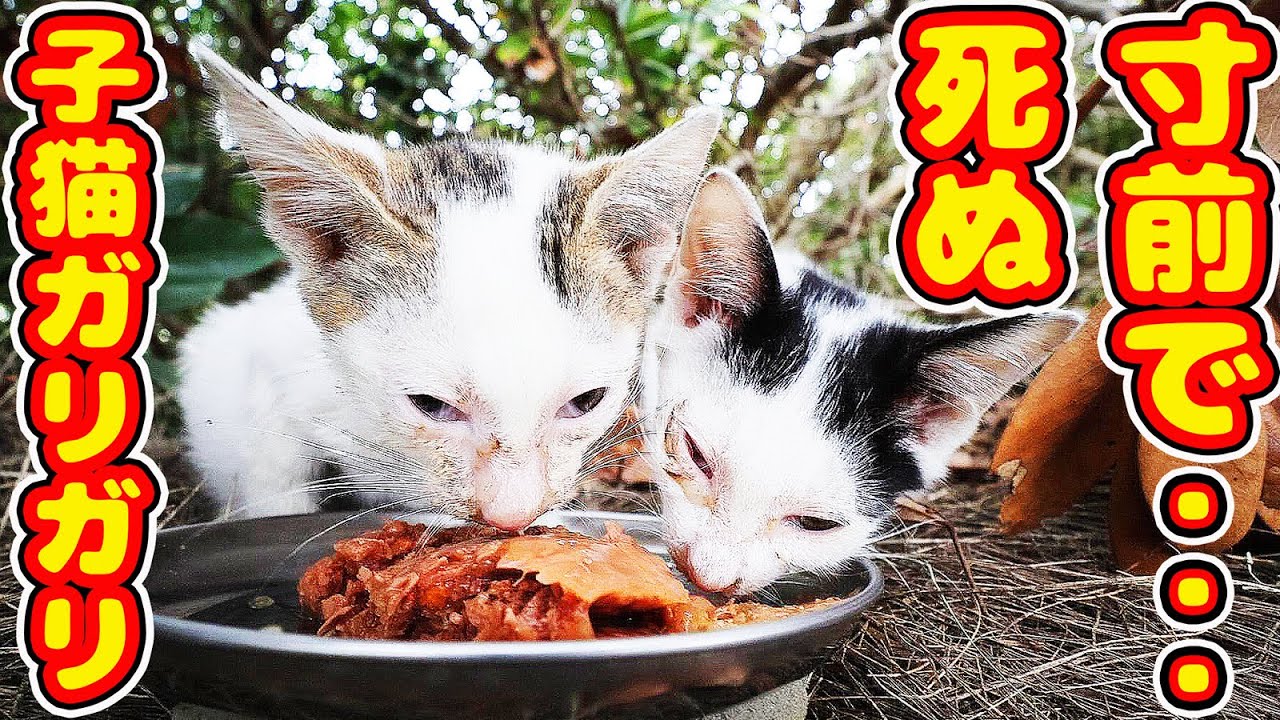 子猫 捨てられた？空腹でガリガリで衰弱して猫風邪の子猫にご飯をあげたら・・・ 地域猫ボランティアさん急逝後 火事エリア