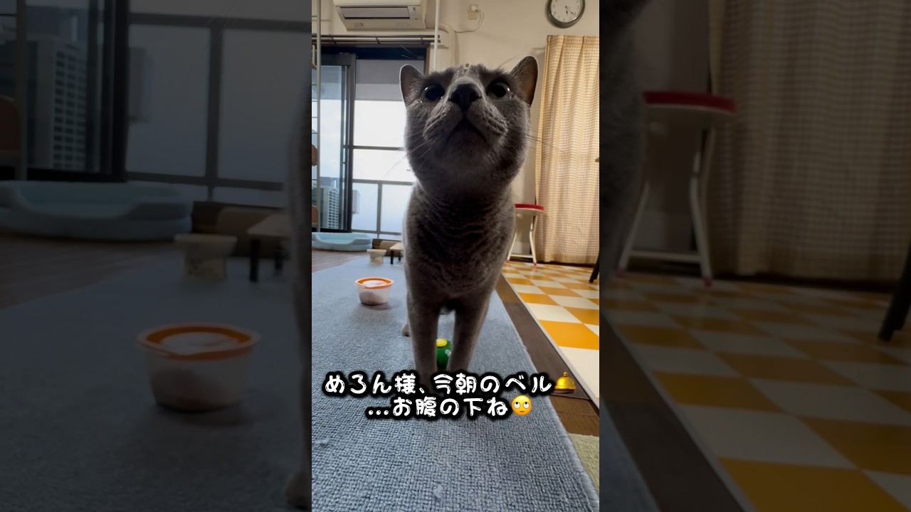 【ロシアンブルー】めろん今朝のベル🛎️カラスも応援してる⁇🫢【猫】#shorts