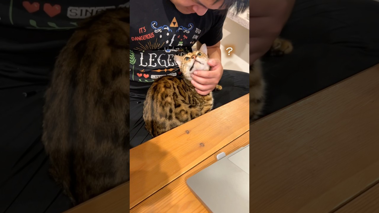 温かいおじさんにくっ付きにきたロゼ　#ルトロゼ #ベンガル #猫