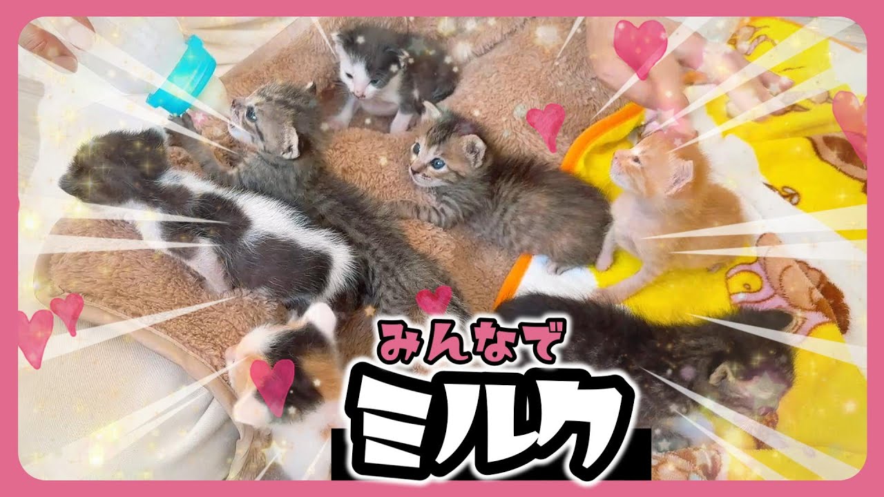 ミルクをはじめて7子猫みんなで飲んでみる【保護猫生活12日目】