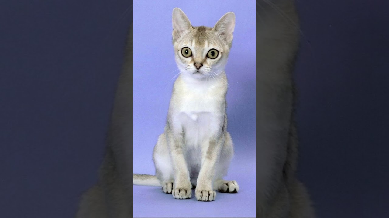 日本で飼いやすい海外原産の猫種　#シンガプーラ     　#猫　#猫種　#Shorts