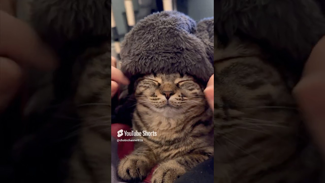 【猫動画】お風呂上がりのマダムみたいな子猫www #shorts
