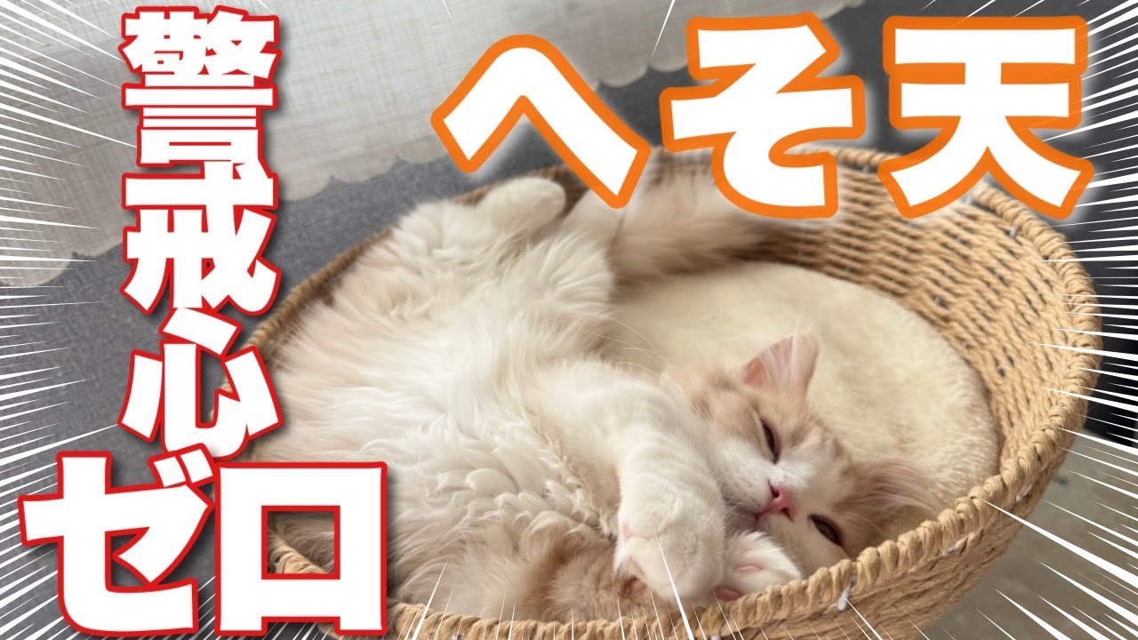 何回でも見ちゃう！ヘソ天して寝ている子猫が可愛すぎる