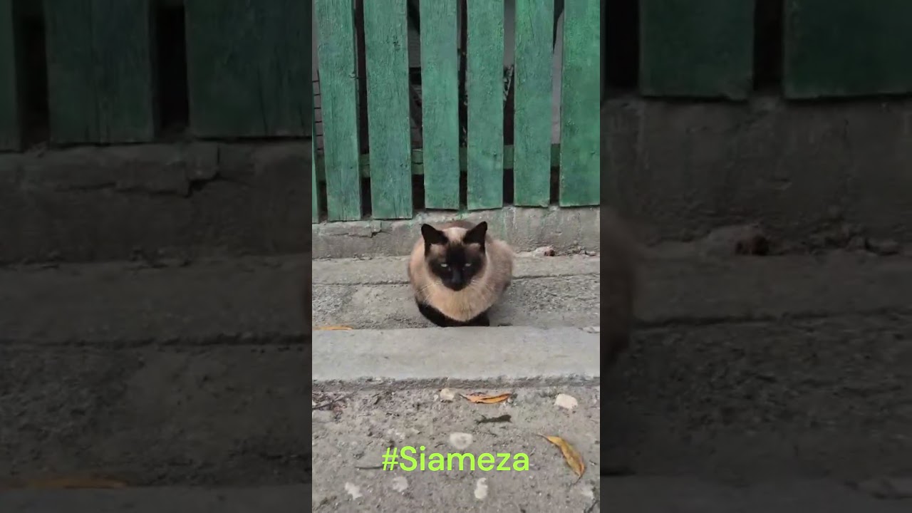 Siameza🐾 #cat #cutecat #cuteanimals