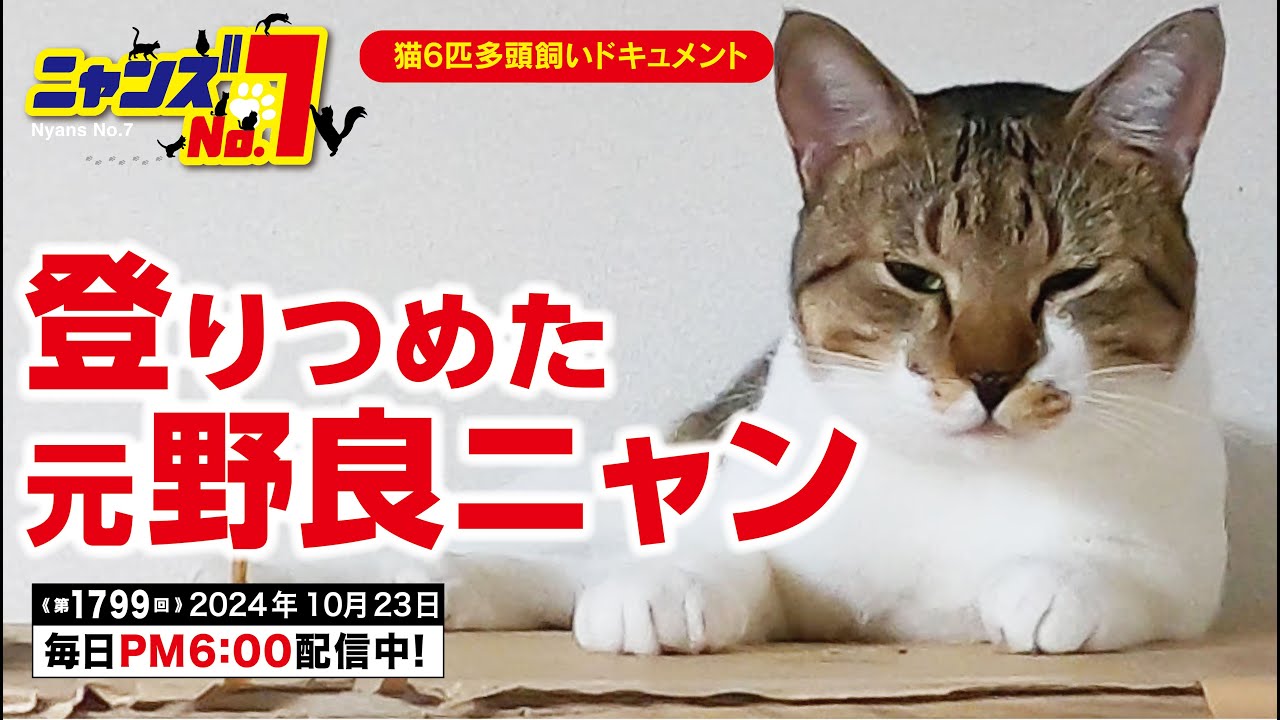 《第1799回》上り詰めた元野良ニャン