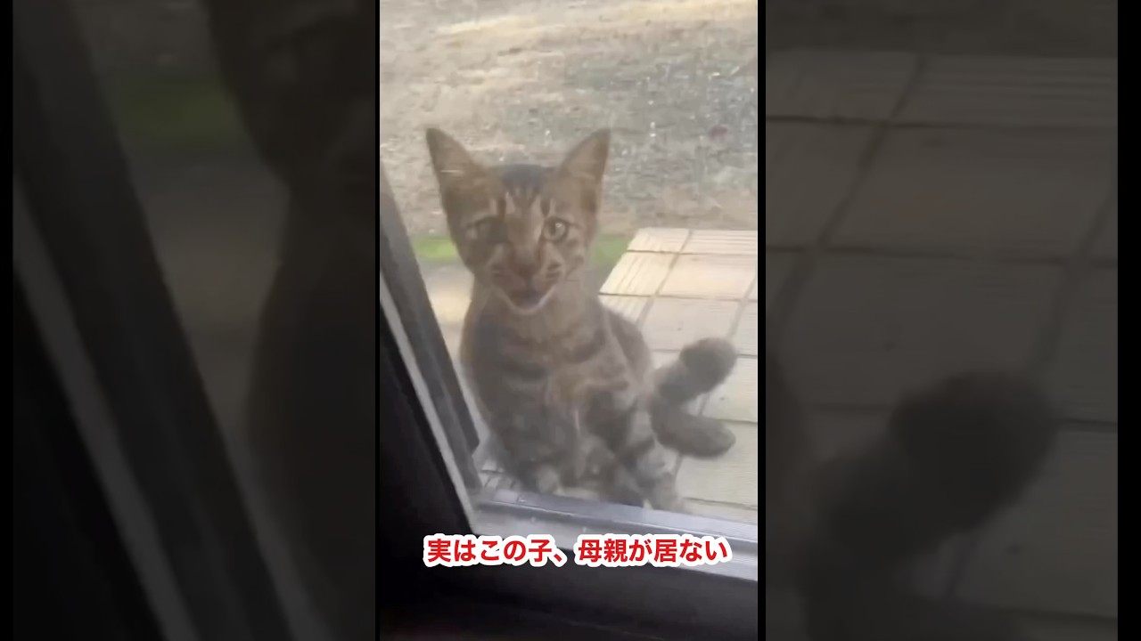 よく来る子猫の生い立ち。親猫登場🐈‍⬛ #cat #猫 #子猫
