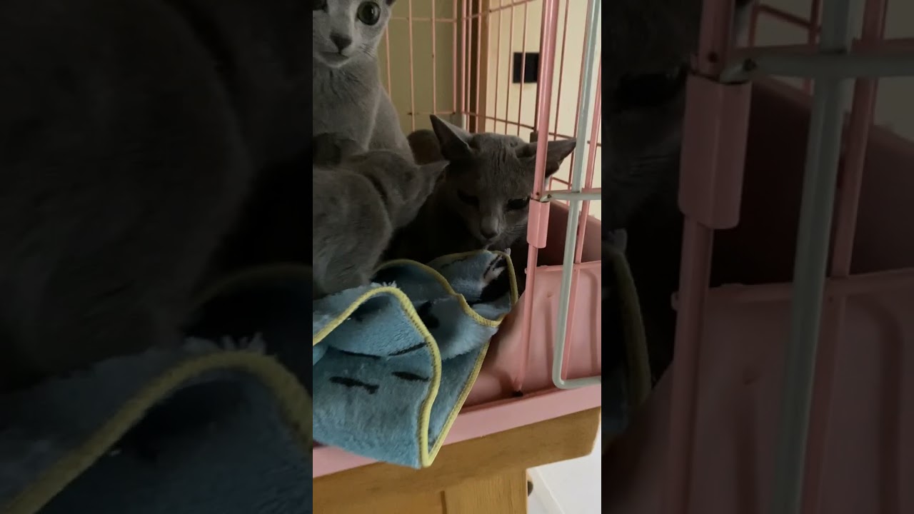 ロシアンブルー 美人さんです。小柄で気性穏やか雰囲気もとても愛らしい。両親ともに容姿端麗