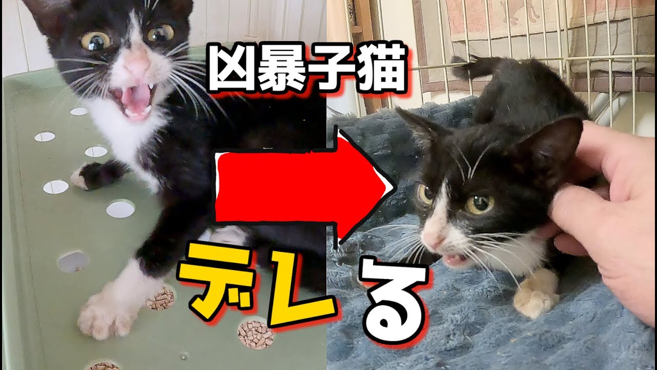 「裏庭に迷い込んできた野良子猫」八兵衛、うっかりデレデレになる🐈️#保護猫 #cat #kitten