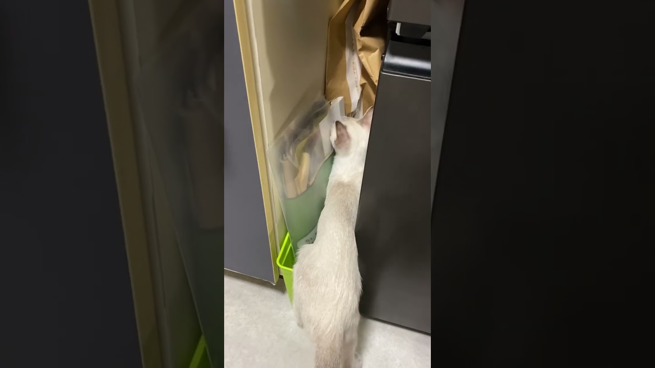 なにしとん　#元保護猫　#シャムトラ　#シャムミックス　#cat #猫耳 #kitten #シャムmix  #子猫 #猫耳