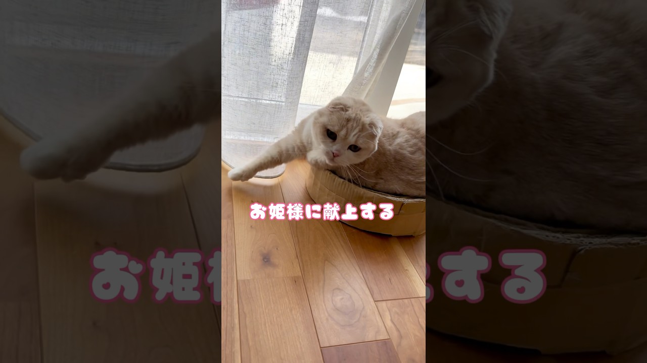 セリア購入品　#献上#スコティッシュフォールド #猫 #冬