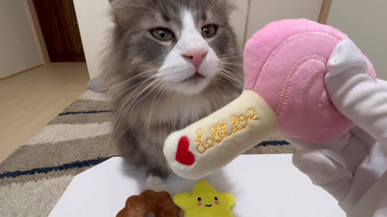 【SHEIN】新しいおもちゃが大人気だったwwwノルウェージャンフォレストキャット