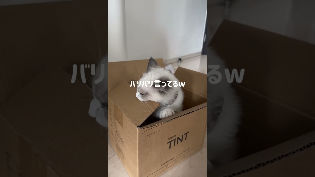 猫ってダンボールでスヤスヤ寝るんじゃないの？🥹#ラグドール#ラグドール子猫#ブルーポイントバイカラー#子猫#猫#かわいすぎ#ragdoll#cat#kitty#kitten#ねこのいる生活