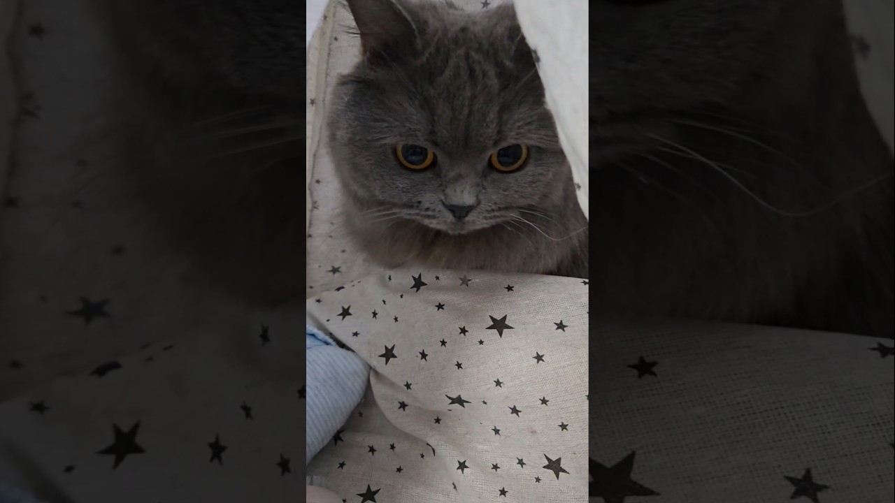 間違ってた？！【サイベリアン・キキのKIKICHANNEL】#サイベリアン #猫 #Siberian #cat #shorts