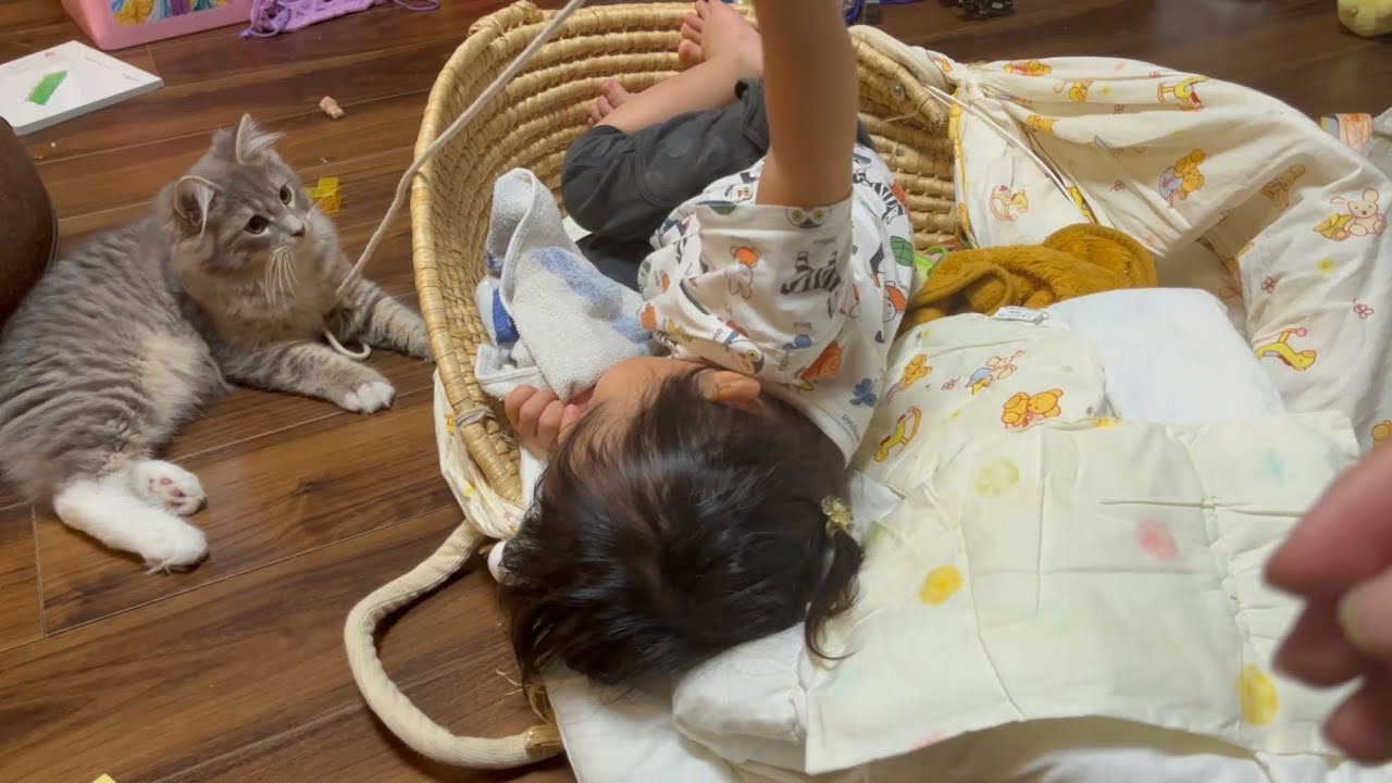 眠たい幼児にも遊びを要求する猫　サイベリアン