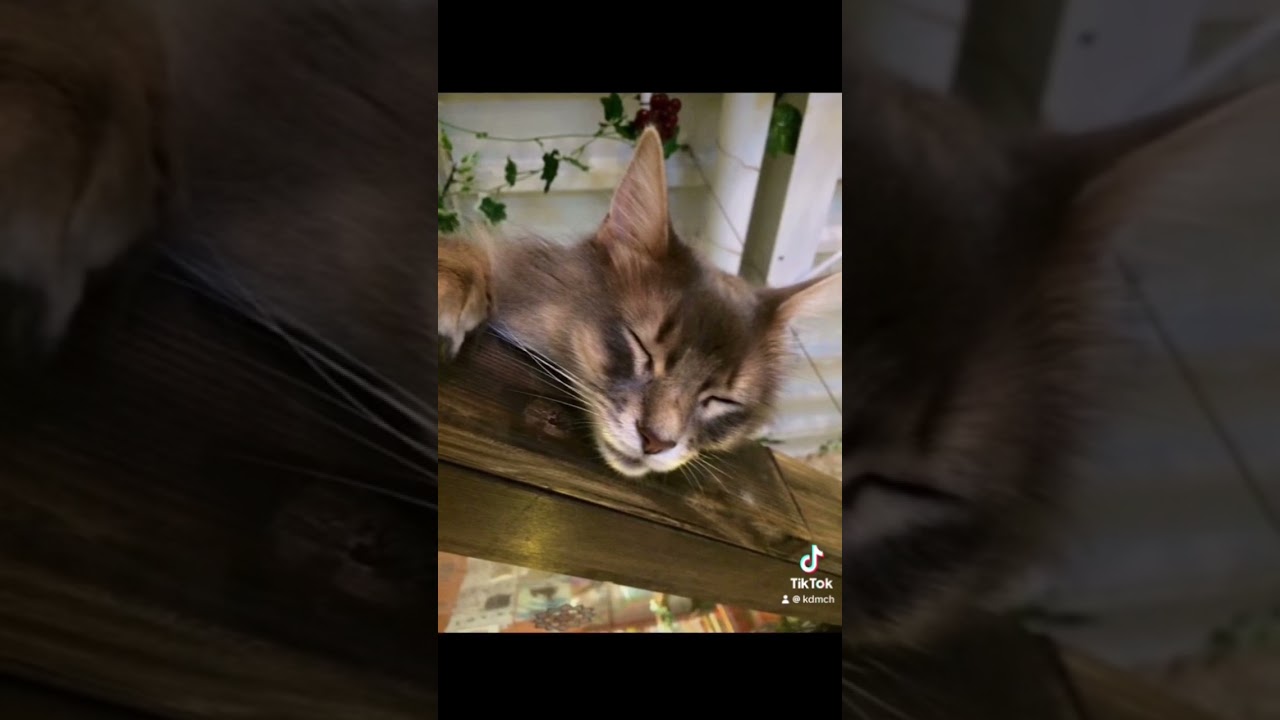 【癒し動画】猫好きの為の猫動画。【マンチカン】#shorts #アメリカンショートヘア #マンチカン #アニソン