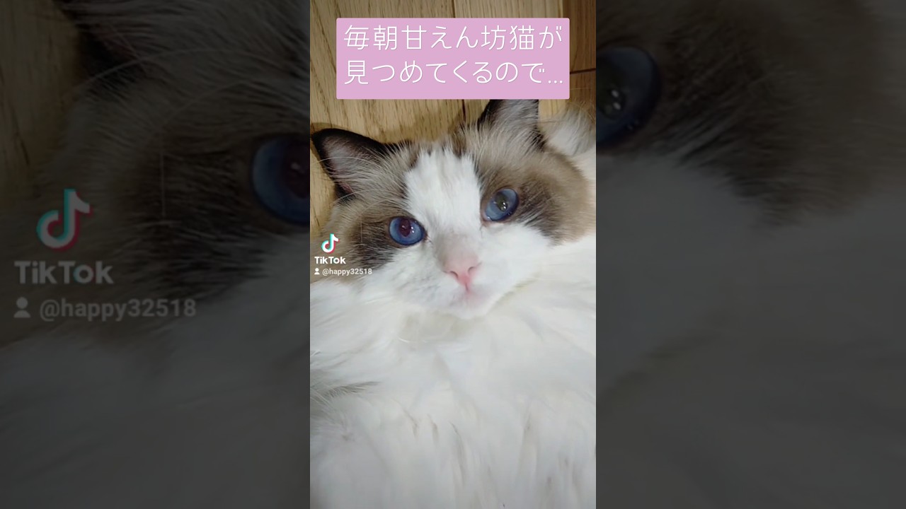 体重計に乗ろうとするといつもこうなるww #ラグドール #cat #ねこ #ragdoll #甘えん坊猫 #猫 #かわいい #甘えん坊