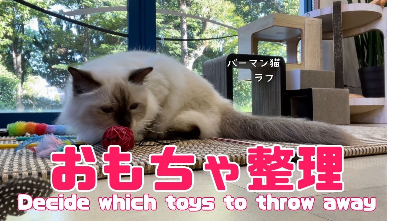 バーマン猫ラフ【おもちゃ整理】Decide which toys to throw away（バーマン猫）Birman/Cat