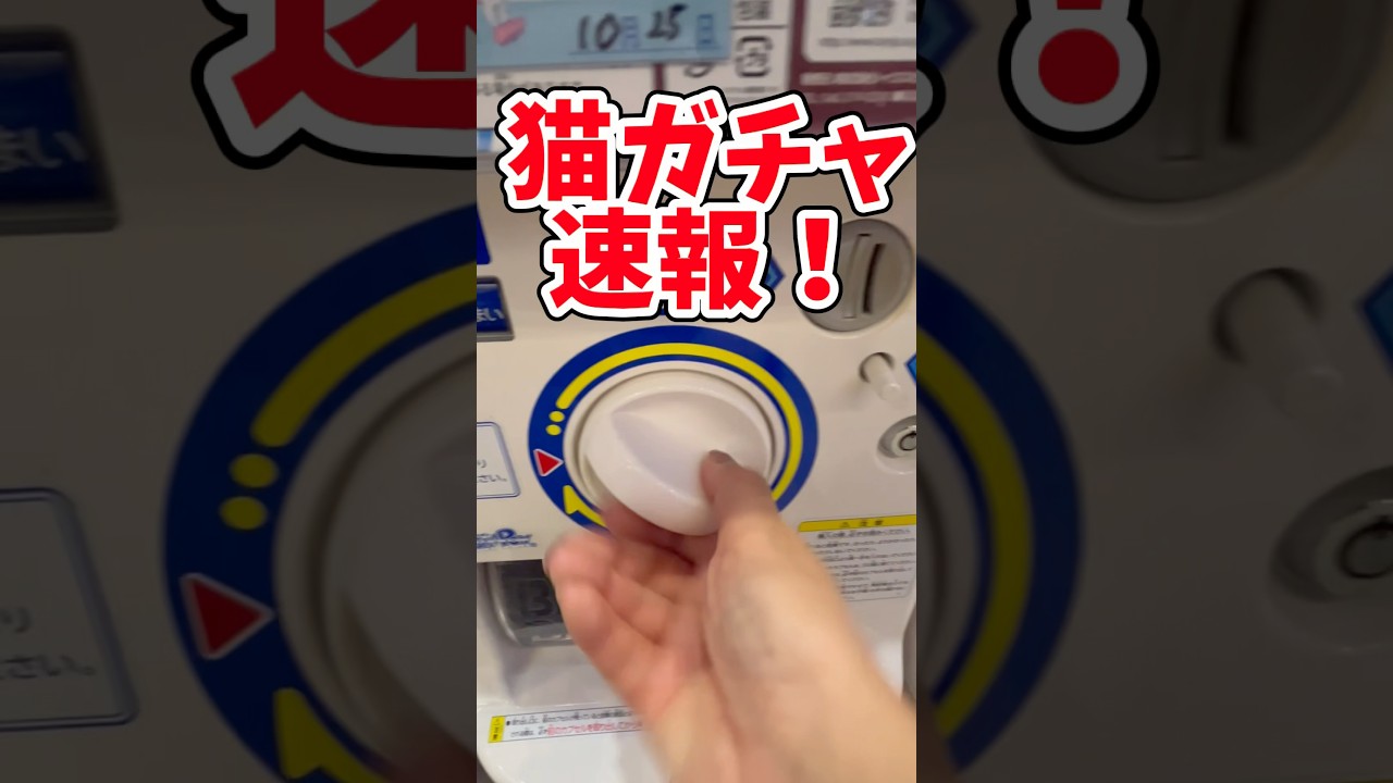 ガチャレポ #猫#スコティッシュフォールド #バズれ