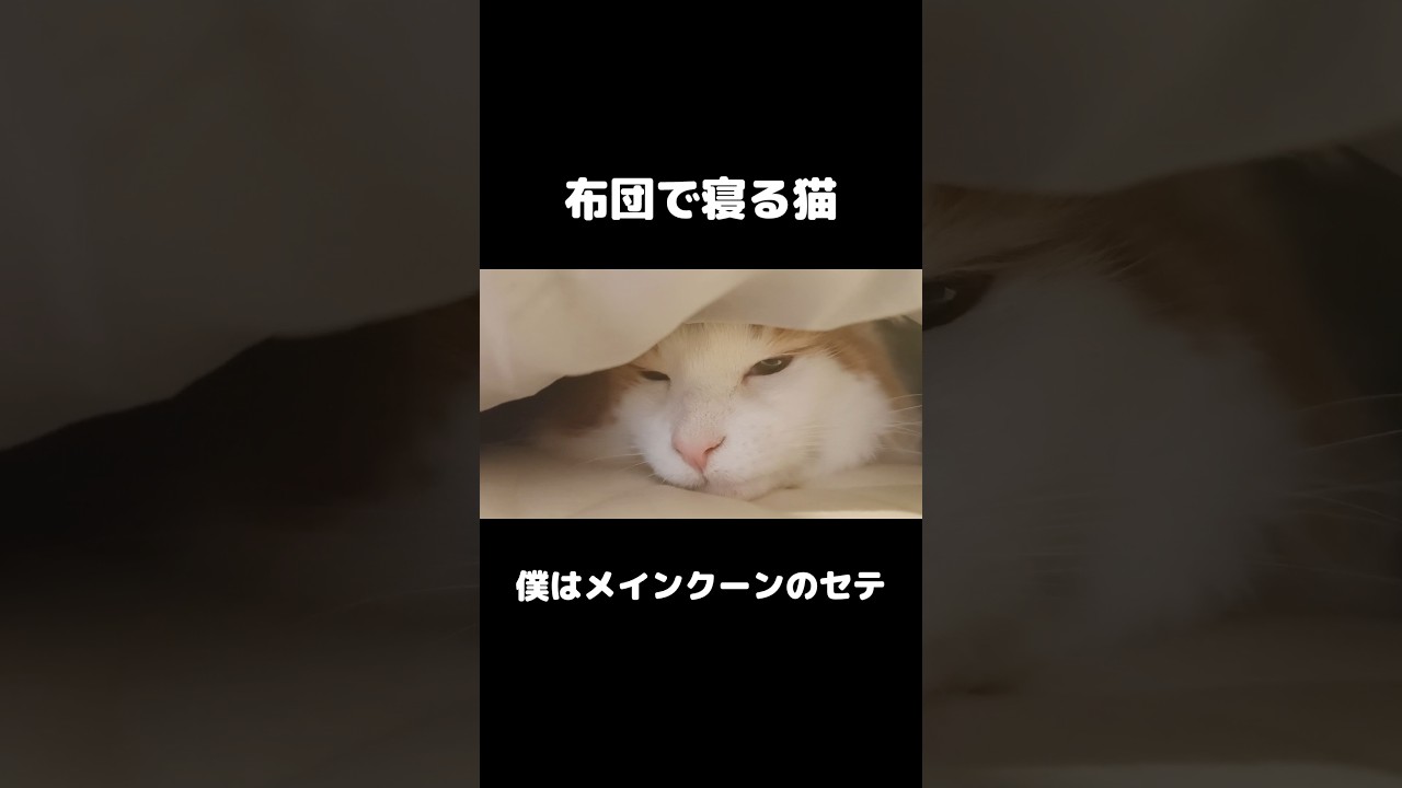 布団で寝る猫が可愛い #メインクーン #長毛猫 #猫 #猫のいる暮らし #mainecoon #cat