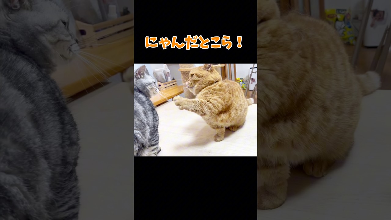 すかさず仲裁に入る息子猫 #マンチカン #shorts