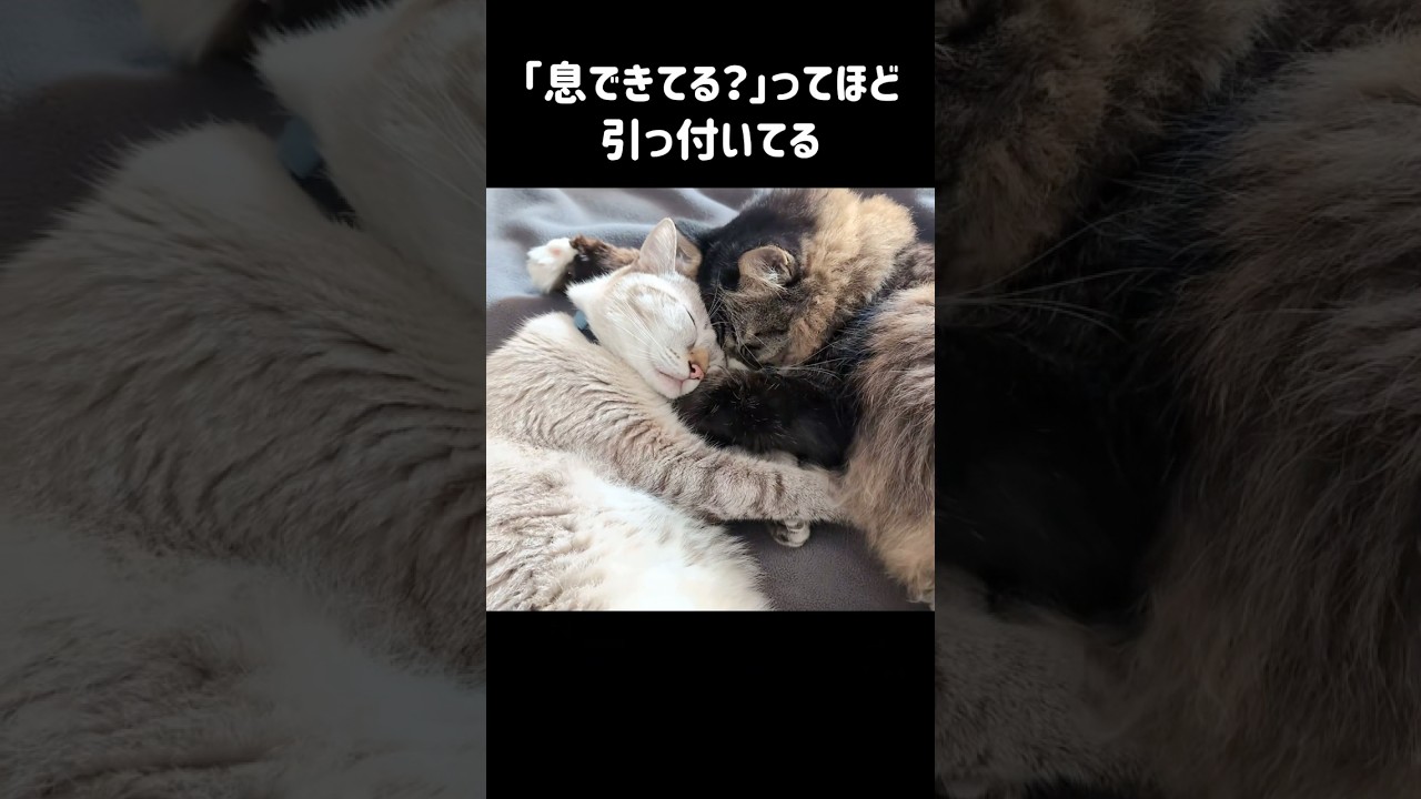 庭に住み着いた野良猫が家猫と信じられないほど仲良くなりました　#shorts