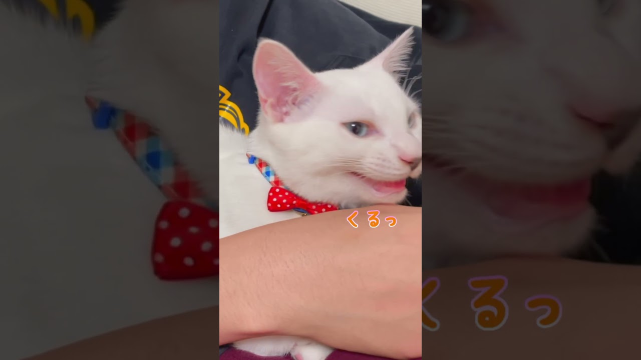 抱っこが好き過ぎて甘えてくる弟猫集