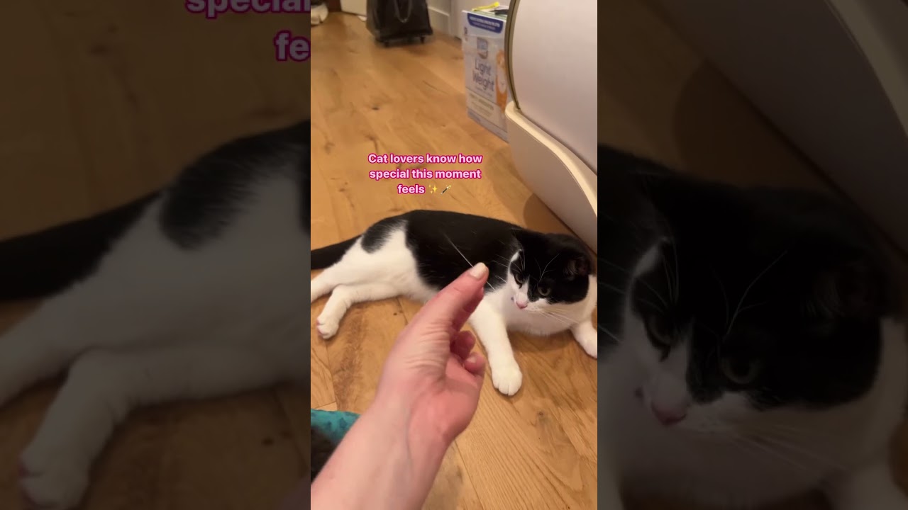 Cat lovers know how special this moment feels ✨💕