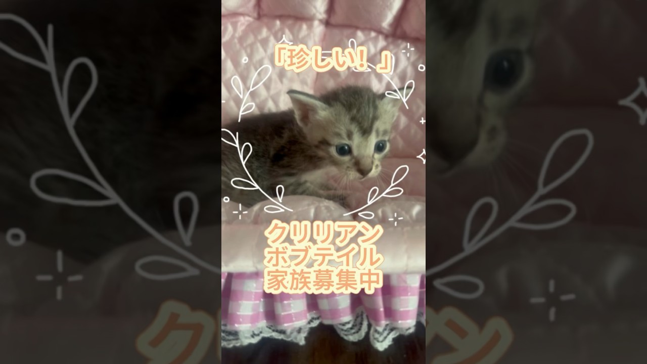 【家族募集中】クリリアンボブテイル の男の子#クリリアンボブテイル #cat #かわいい子猫を毎日紹介しています #cuteanimal #珍しいネコ#従順な猫@kichifrost