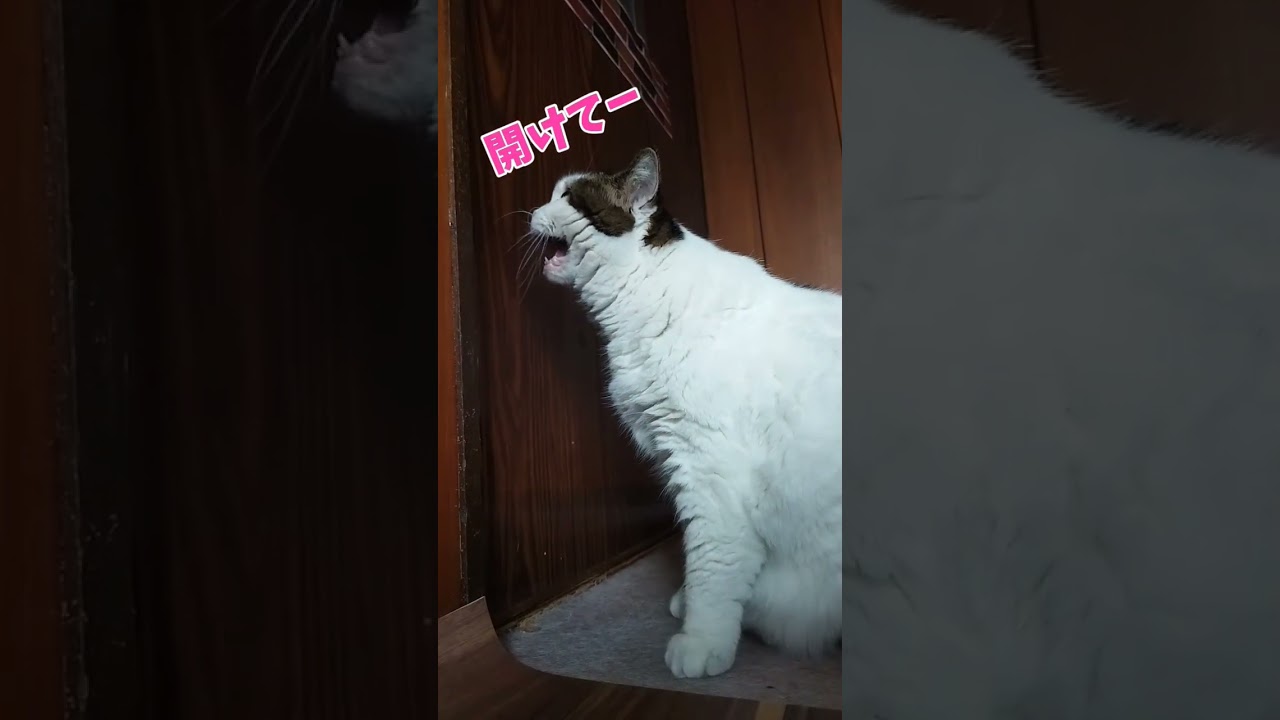 開けて欲しい時の鳴き声　#元保護猫 #猫日記
