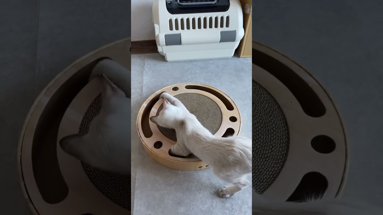 ずっと見てられる子猫　#元保護猫　#シャムトラ　#シャムミックス　#cat #猫耳 #kitten #シャムmix  #子猫 #猫耳