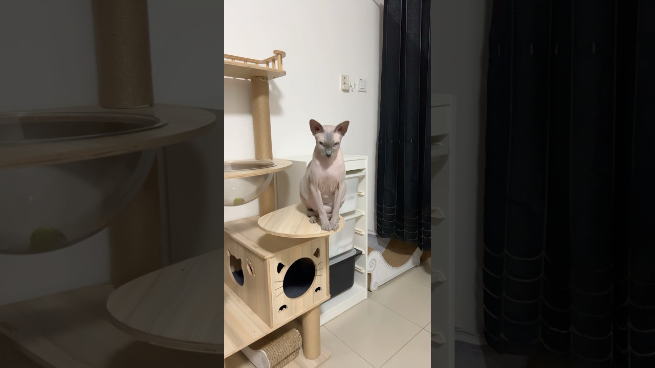 凛々しい顔つきで座る毛のない猫【スフィンクス猫】