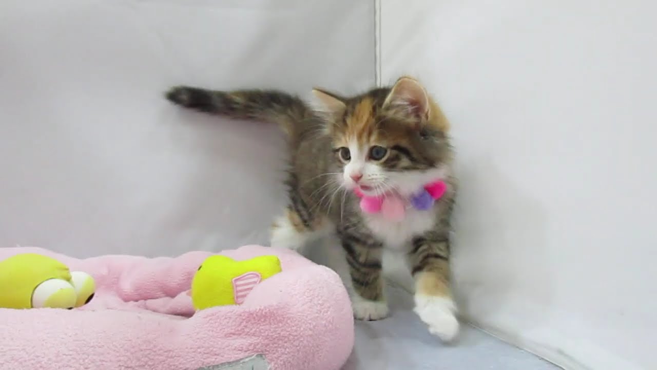 〖タピオ店〗ノルウェージャンフォレストキャット♪女の子♪ブラウンパッチドタビー＆ホワイト♪8/12生まれ♪
