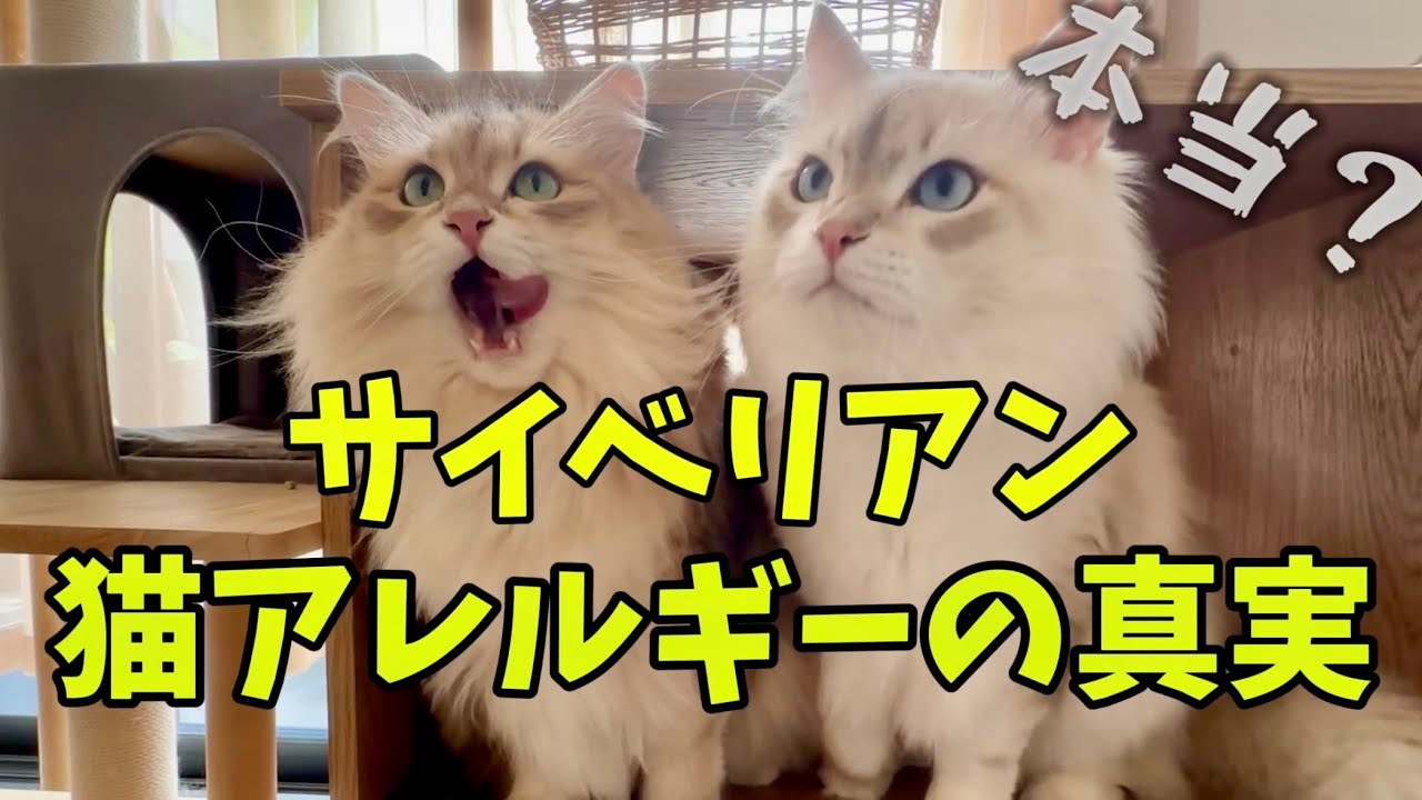 猫アレルギーでも飼える猫【サイベリアン】それって本当？解説します！