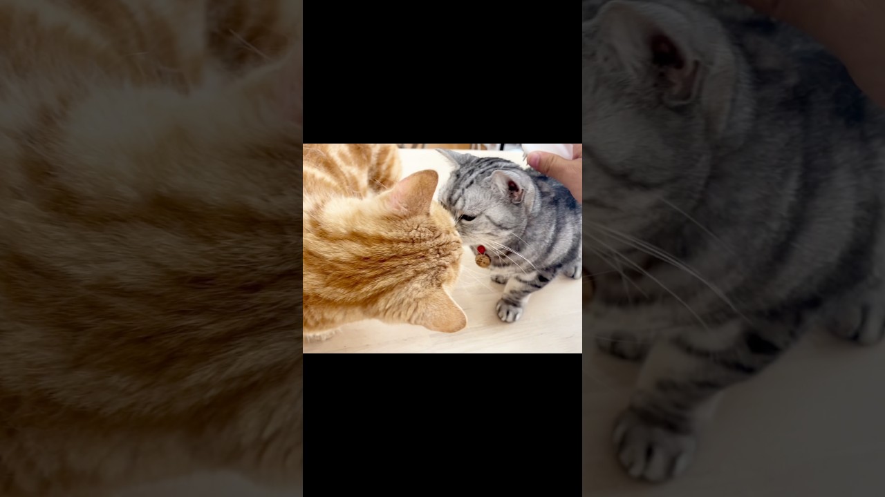 お、おいら... #猫 #マンチカン #shorts
