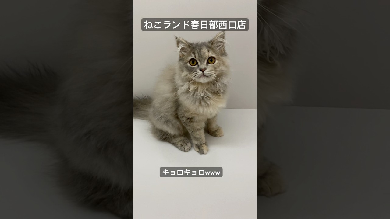 【子猫販売】#サイベリアン #子猫 #猫アレルギー #ねこランド #春日部