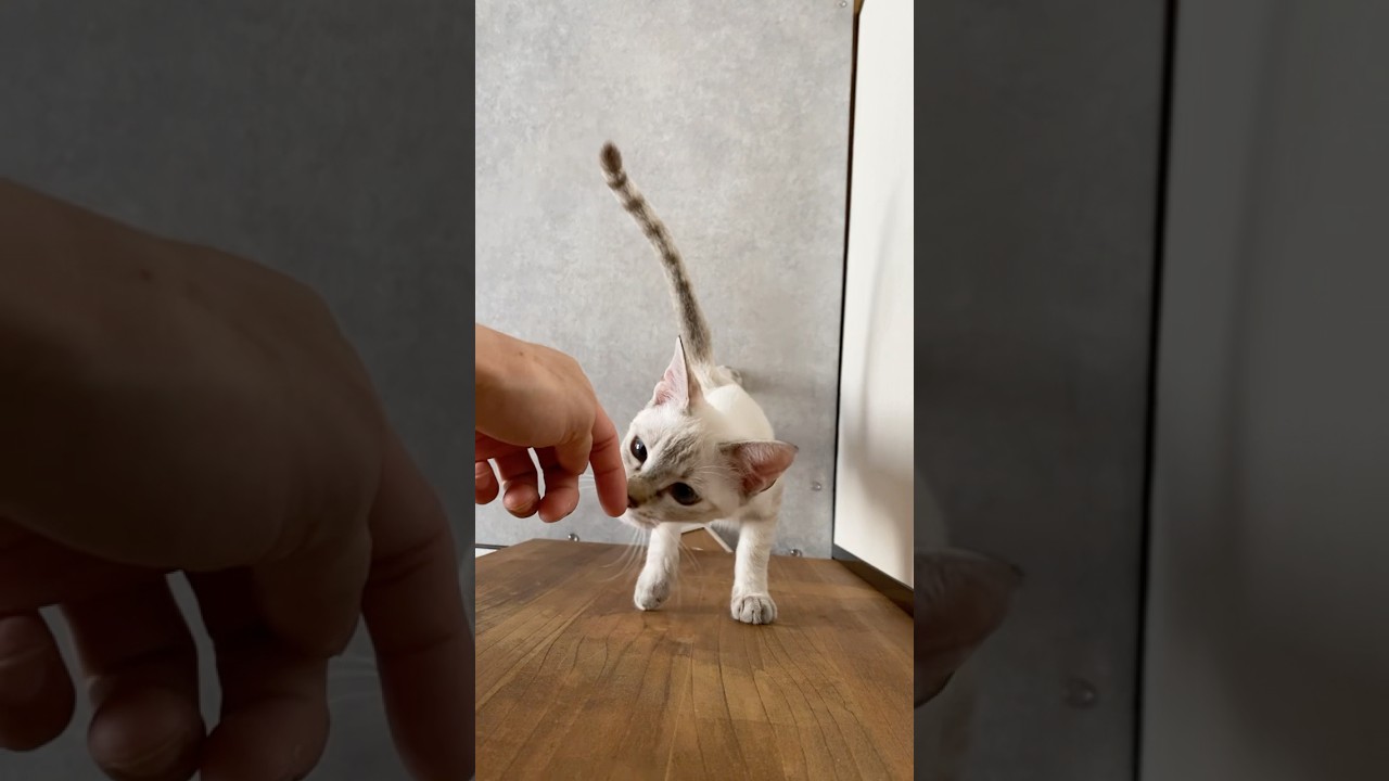 猫と意思疎通するよ　#元保護猫　#シャムトラ　#シャムミックス　#cat #猫耳 #kitten #シャムmix  #子猫 #猫耳