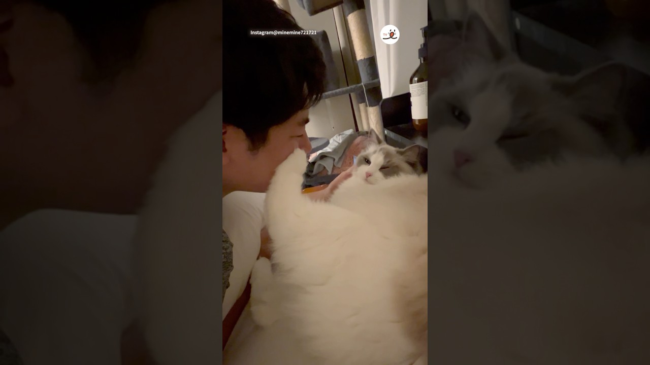 ちゅーを拒否する猫さん｜PECO #ラグドール #猫 #猫動画 #猫のいる暮らし  #ragdollcat #ragdoll #cat #catlover #catlife