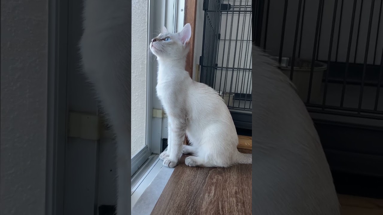 しっかりにゃるそっくしてます！　#元保護猫　#シャムトラ　#シャムミックス　#cat #猫耳 #kitten #シャムmix  #子猫 #猫耳