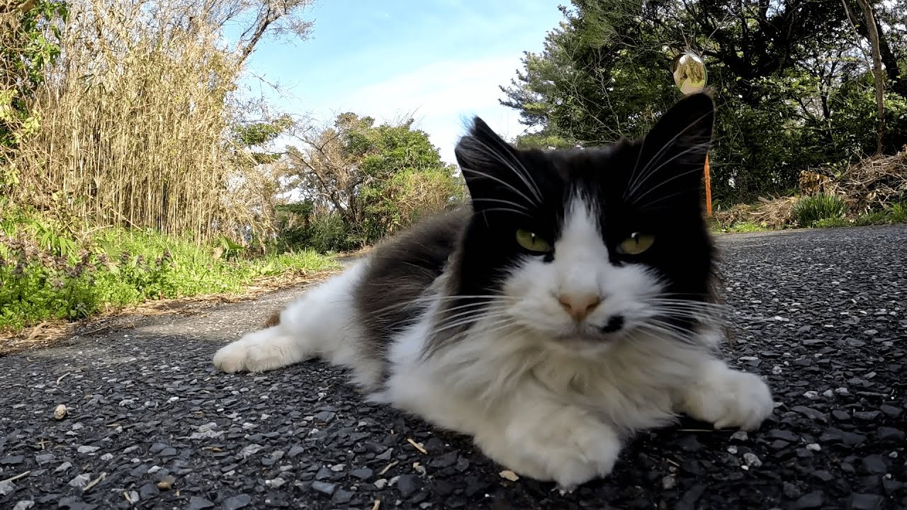 田代島　道端で待ち構えていた口元のホクロがお洒落なハチワレ猫が「モフってくれ！」と地面に寝転がりながら要求してきた